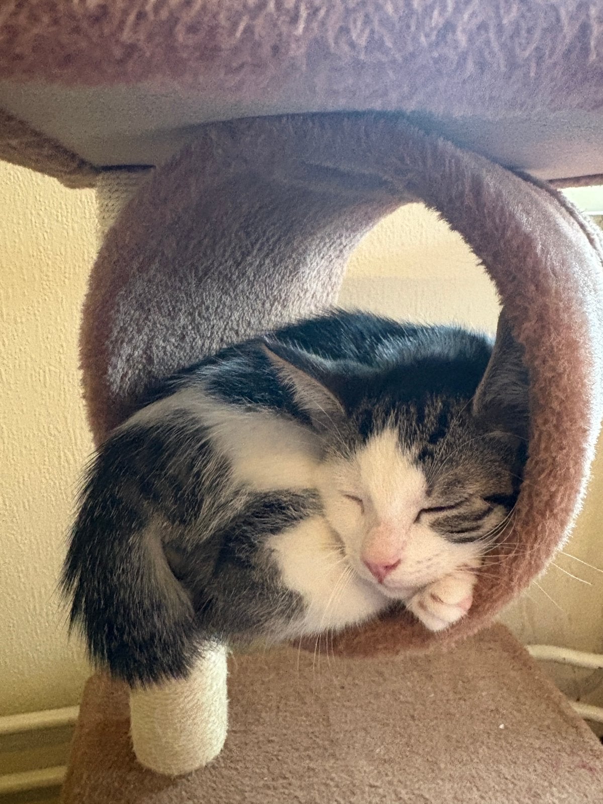 Rumi & Chip - cyperse kittens - direct beschikbaar, Dieren en Toebehoren, Meerdere dieren, 0 tot 2 jaar