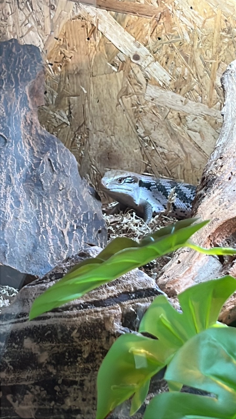 Blauwtong skink + compleet osb terrarium Blue Tongue Skink photo 3