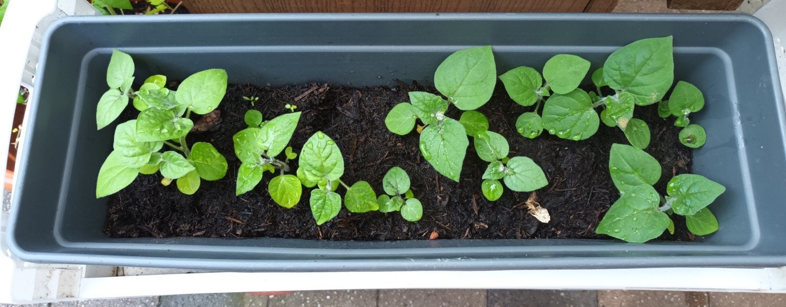 Ananaskers plantjes - Physalis pruinosa, Volle zon, Eenjarig, Ophalen of Verzenden, Zomer