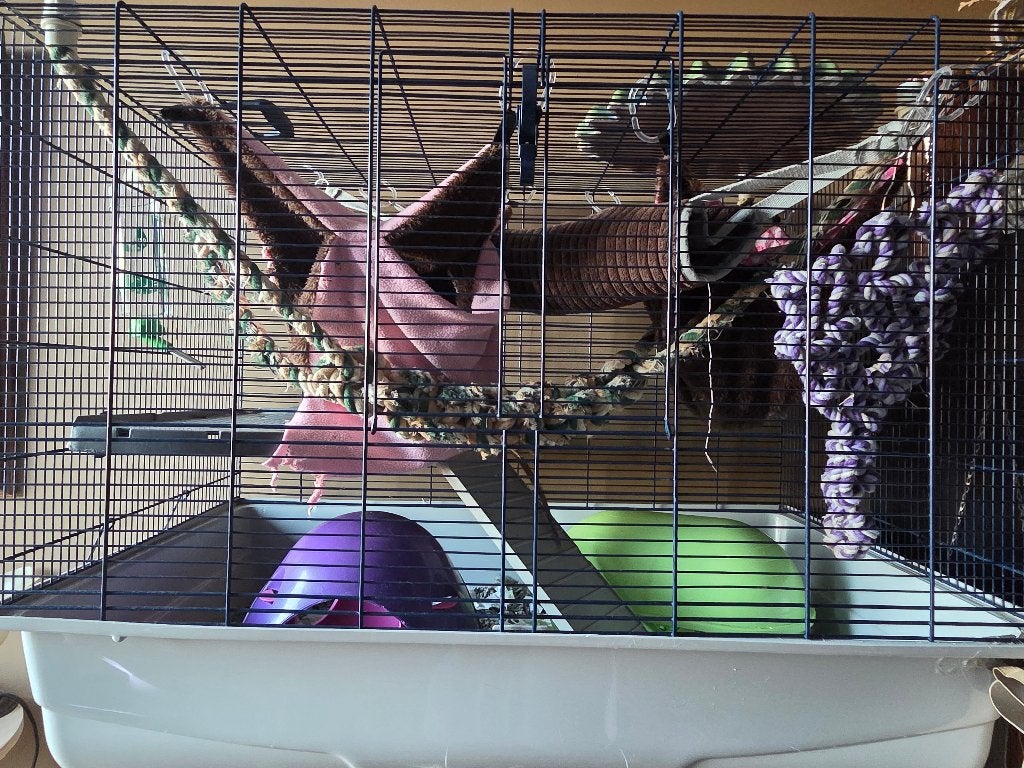 rattenkooi, Dieren en Toebehoren, Rat, Juli, Vrouwelijk, Tam