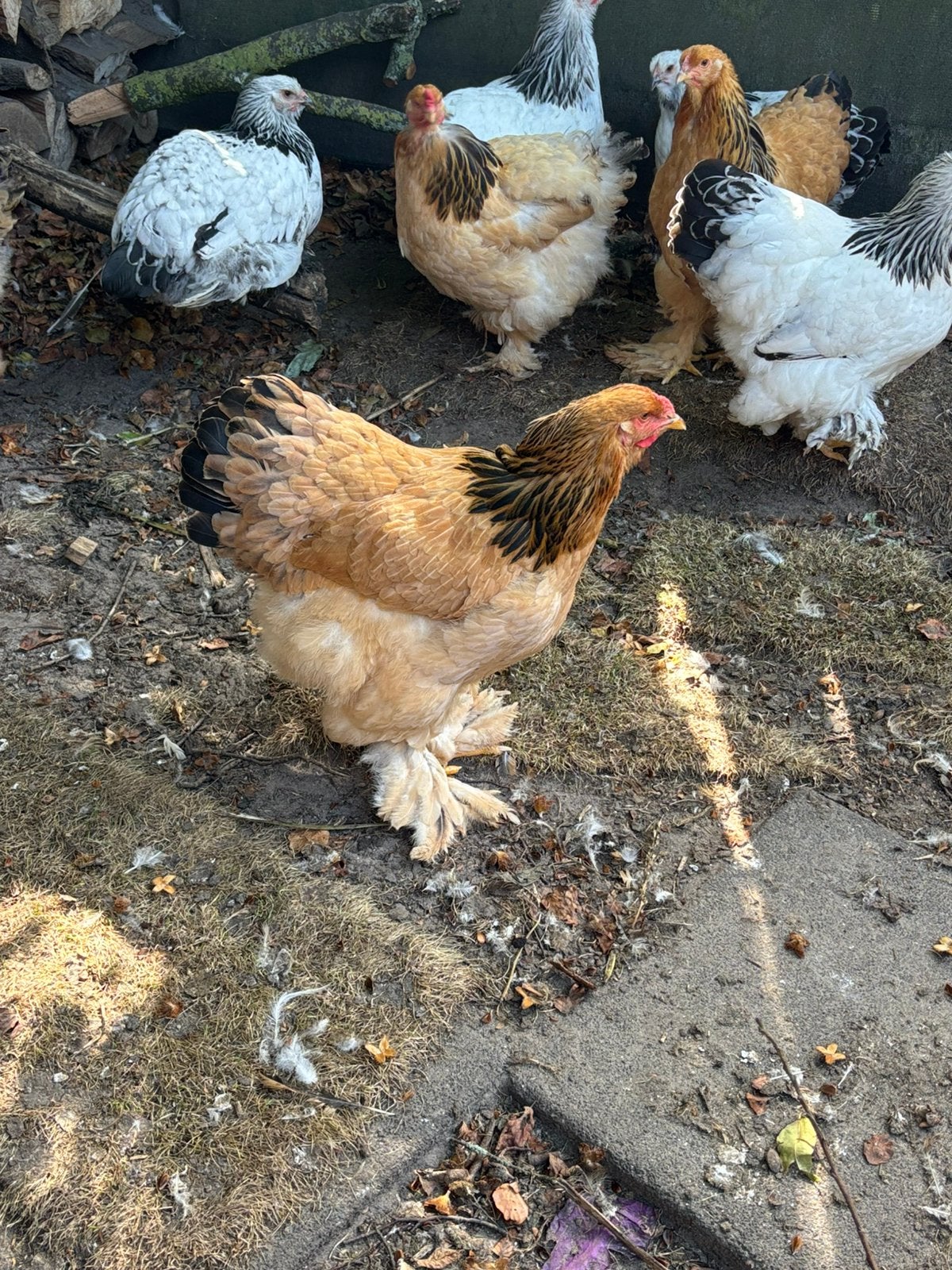 Brahma Groot Buff columbia Zwart hennen 2026, Dieren en Toebehoren, Vrouwelijk, Kip