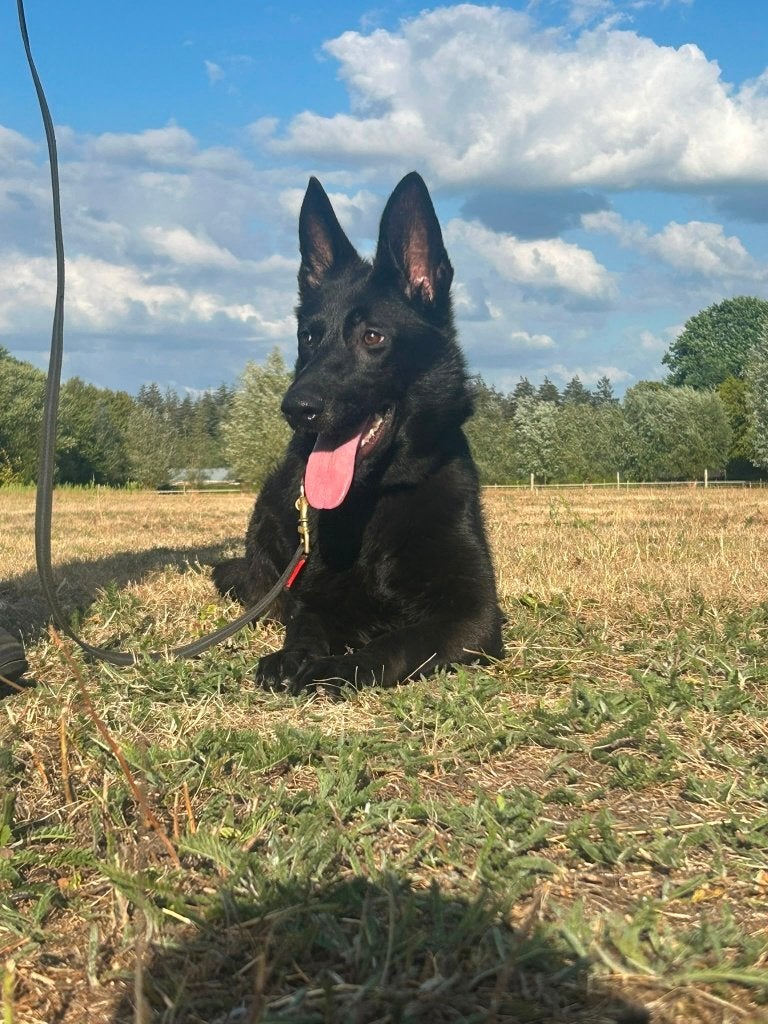 Duitse Herdershond, Dieren en Toebehoren, Honden | Herdershonden en Veedrijvers, Parvo, 15 weken tot 1 jaar, Teef, Eén hond