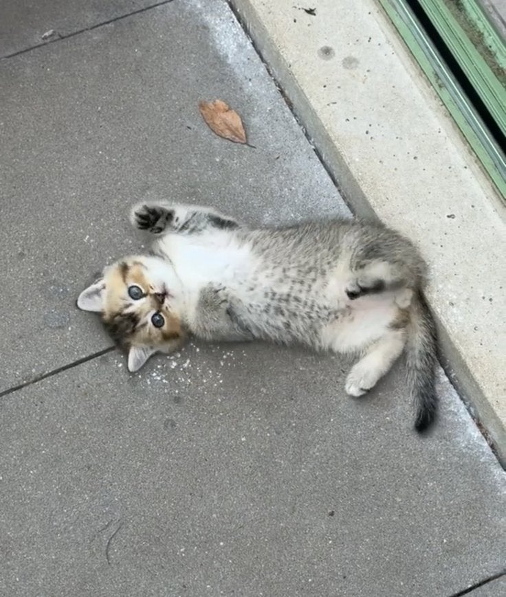 Scottisch straight kitten (belgie), Dieren en Toebehoren, Poes
