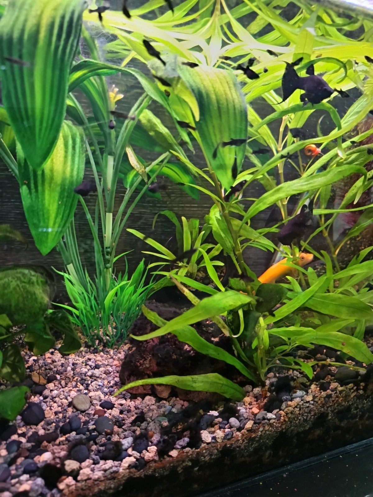 JONGE BLACK MOLLY'S  € 0.50 per stuk, Dieren en Toebehoren, Vissen | Aquariumvissen, Vis