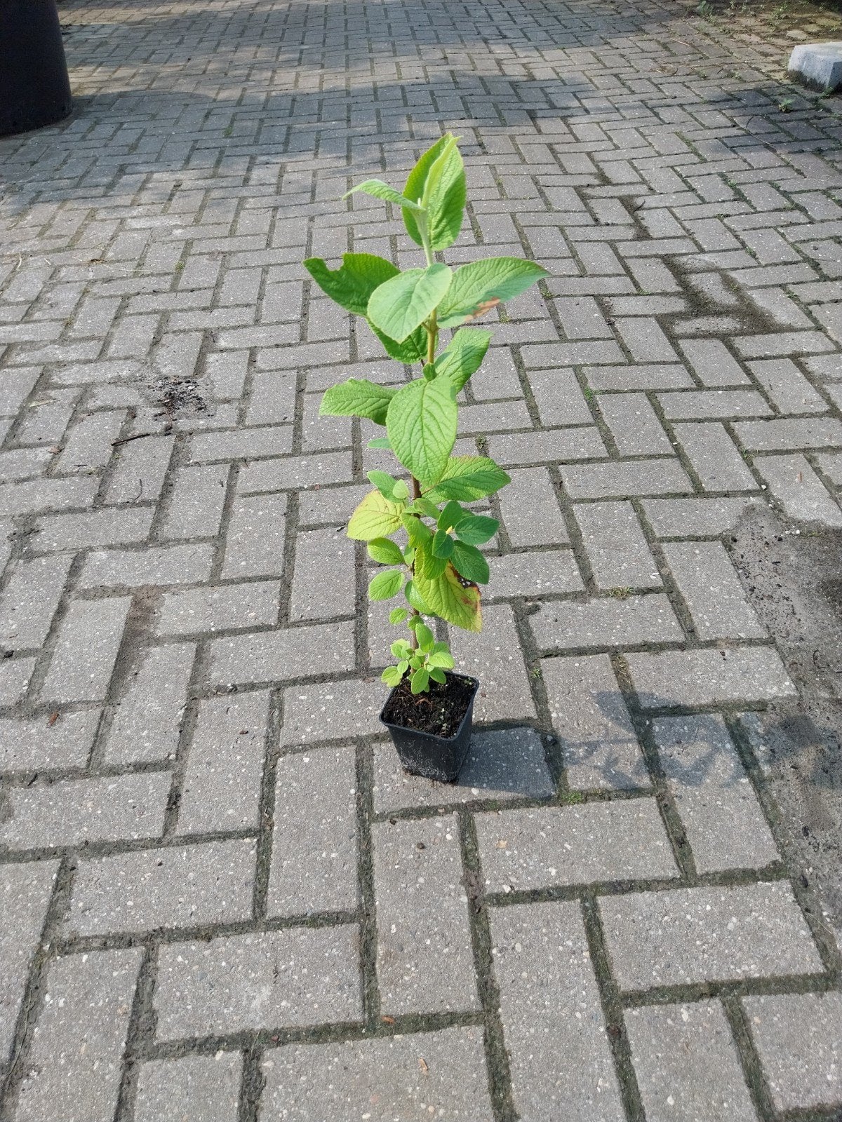 Viburnum Lantana - Wollige Sneeuwbal, Ophalen, Overige soorten, Halfschaduw