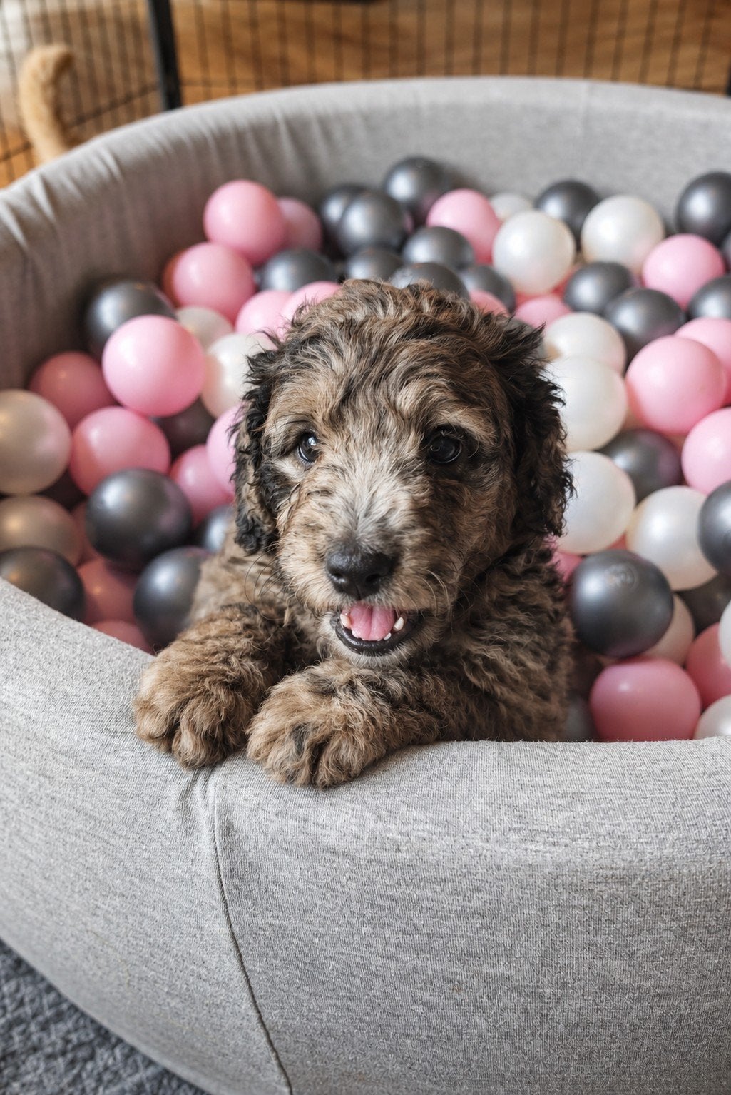 Medium Bernedoodle pups – verschillende lieve karakters, Dieren en Toebehoren, Overige rassen, CDV (hondenziekte), 8 tot 15 weken