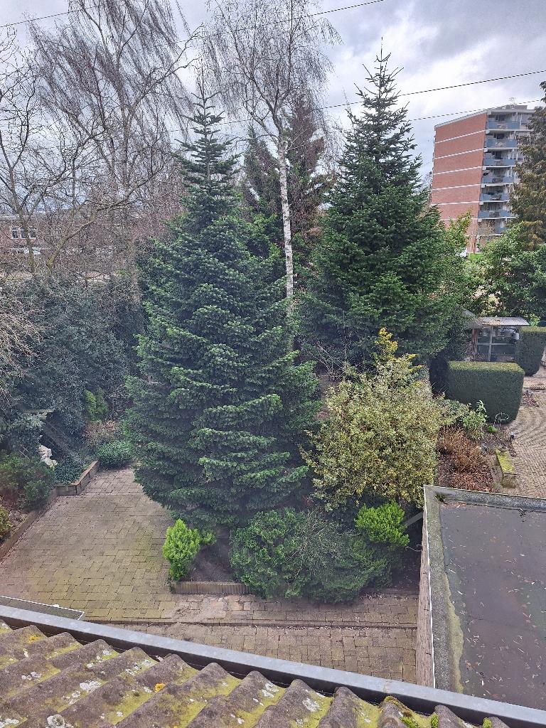 Gratis 2 dennenbomen, +- 10-12 meter + 20 andere bomen, Tuin en Terras, Overige soorten, Lente, 400 cm of meer, Ophalen