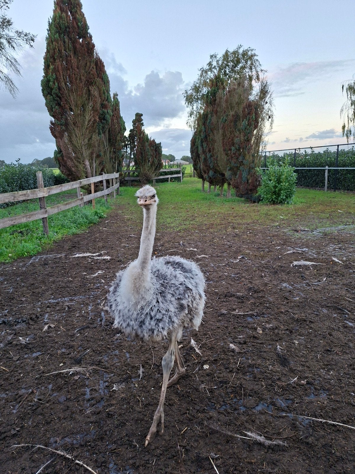 struisvogels struisvogel ostrich, Dieren en Toebehoren, Vrouwelijk, Overige soorten