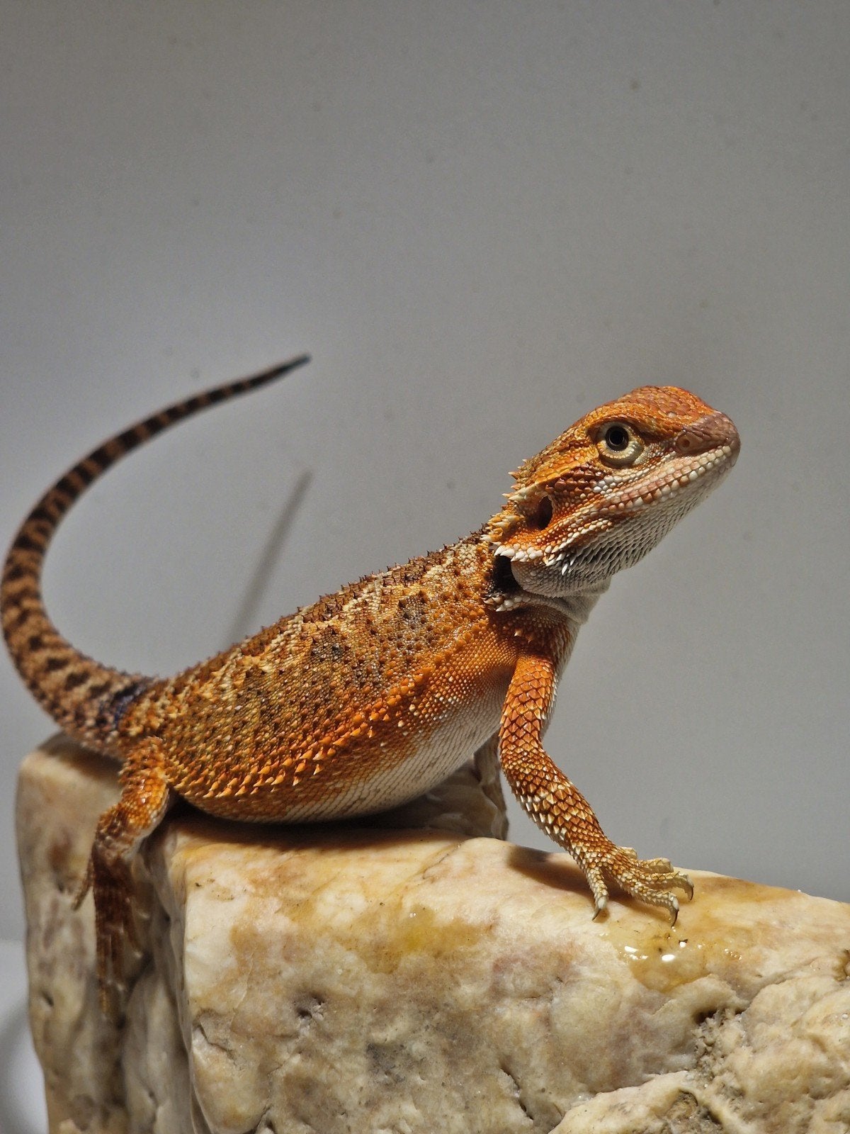 DRACO REPTILES – Prachtige Baardagaam Nakweek Bearded Dragon photo 9
