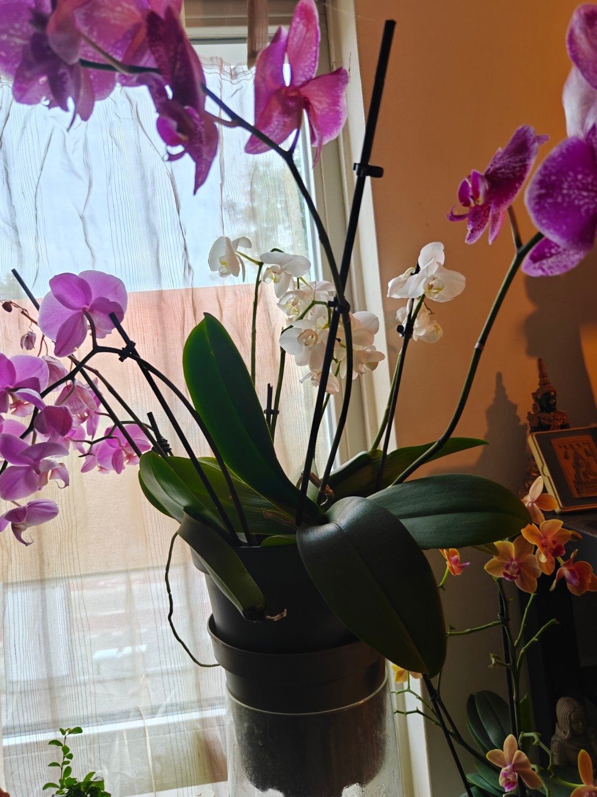 Prachtige Orchideeën - Diverse Kleuren, Tuin en Terras, Planten | Tuinplanten, Ophalen of Verzenden, Overige soorten, Volle zon