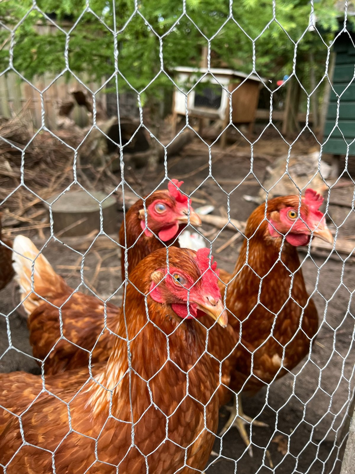 5 leghennen lohmann brown, Vrouwelijk, Kip