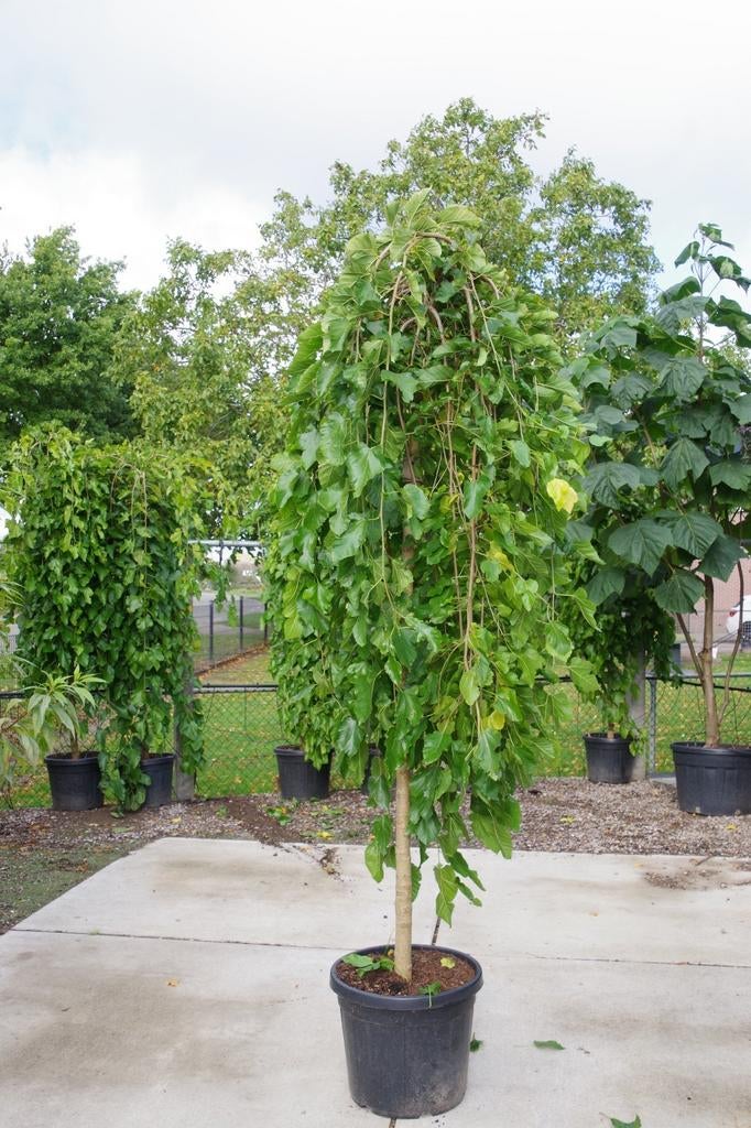 moerbei boom morus alba pendula treurvorm moerbei, Ophalen, In pot, Volle zon, Overige soorten