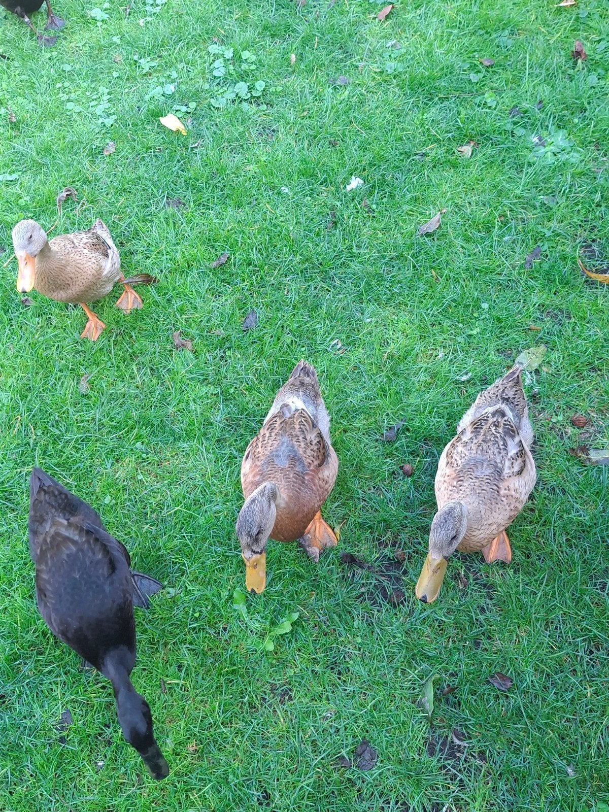 Dames loopeend, Dieren en Toebehoren, Vrouwelijk, Eend