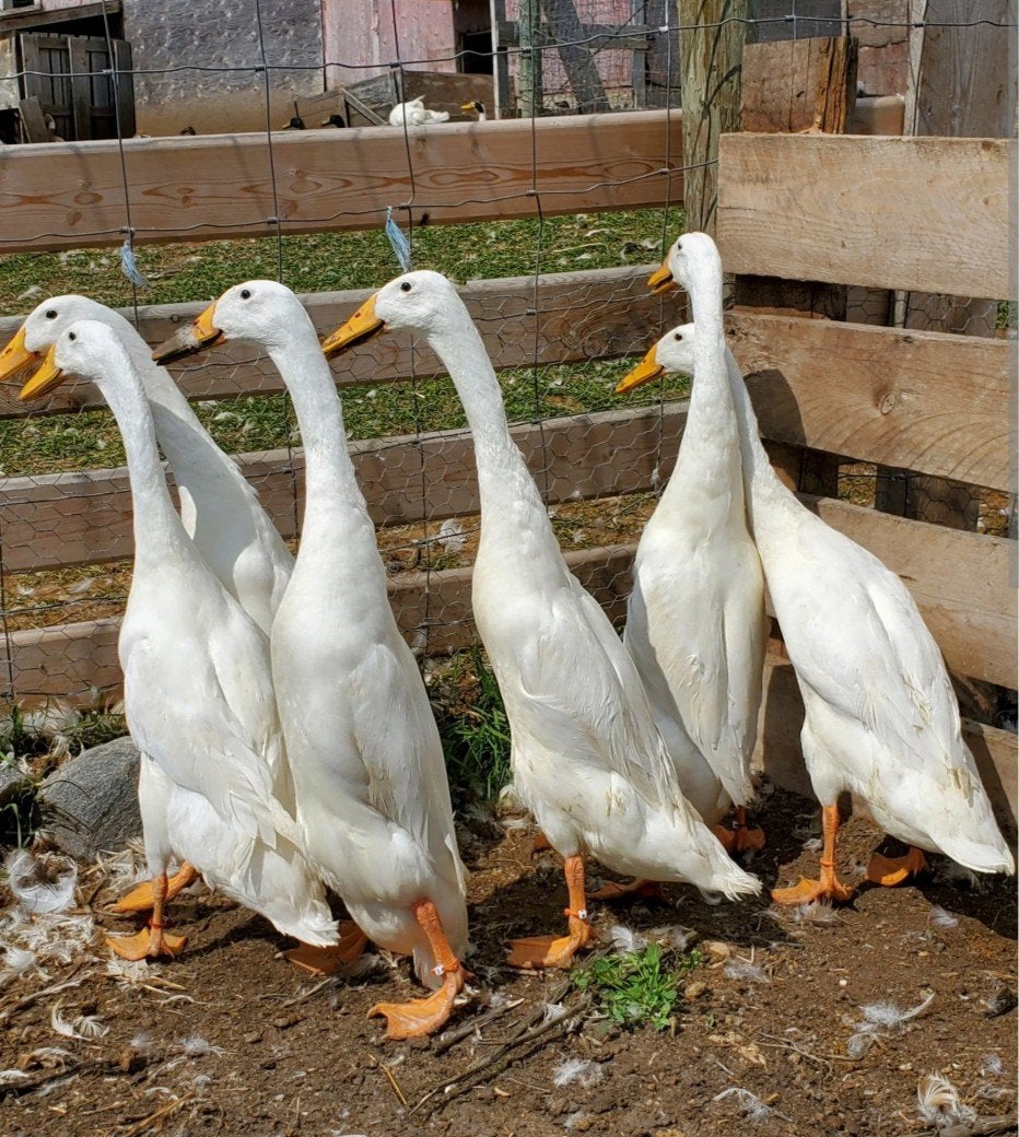 Broedeieren gezocht, Dieren en Toebehoren, Meerdere dieren, Eend