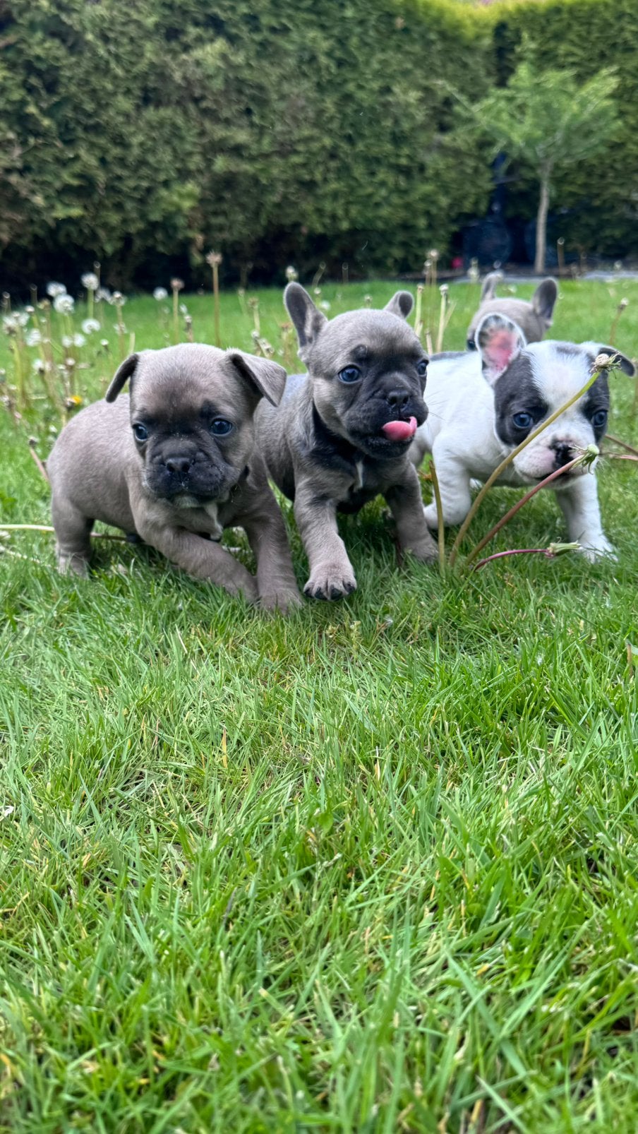 Franse Bulldog pups, 8 tot 15 weken, Bulldog, Meerdere, Meerdere dieren