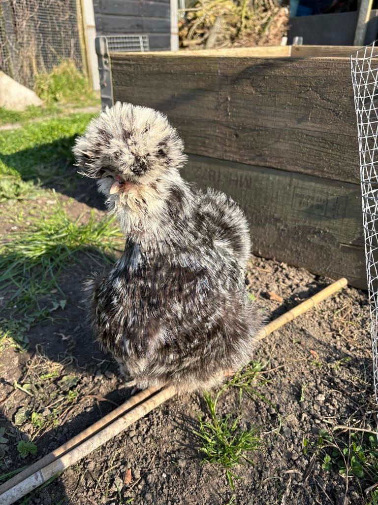 Broedeieren zijdehoen, Dieren en Toebehoren, Geslacht onbekend, Kip
