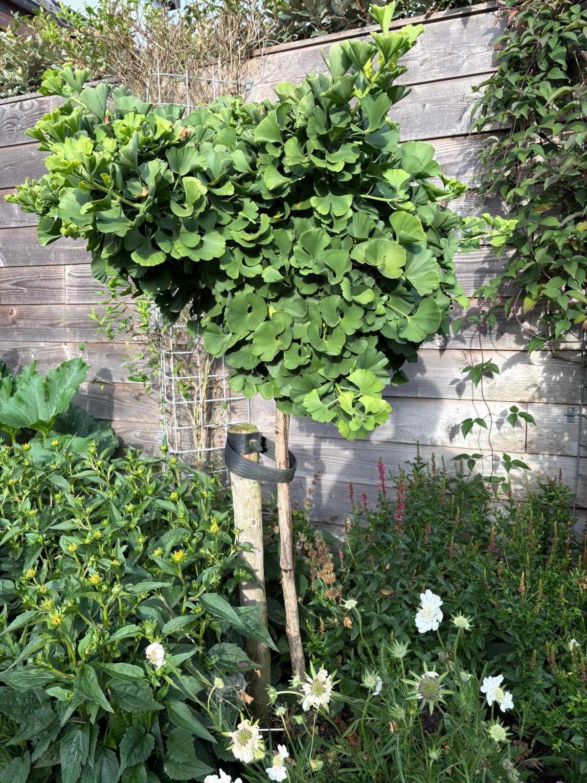 Mooie sterke Japanse notenboom, Ophalen, Volle zon, Overige soorten