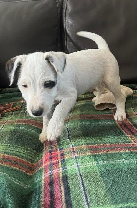 Lieve ruwharige Jack Russell pups, Dieren en Toebehoren, Honden | Jack Russells en Terriërs, Meerdere dieren, Jack Russell Terriër