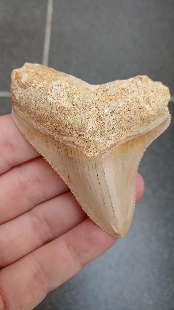 Mooie Megalodon haaientand fossiel uit Indonesie haai, Ophalen of Verzenden, Fossiel