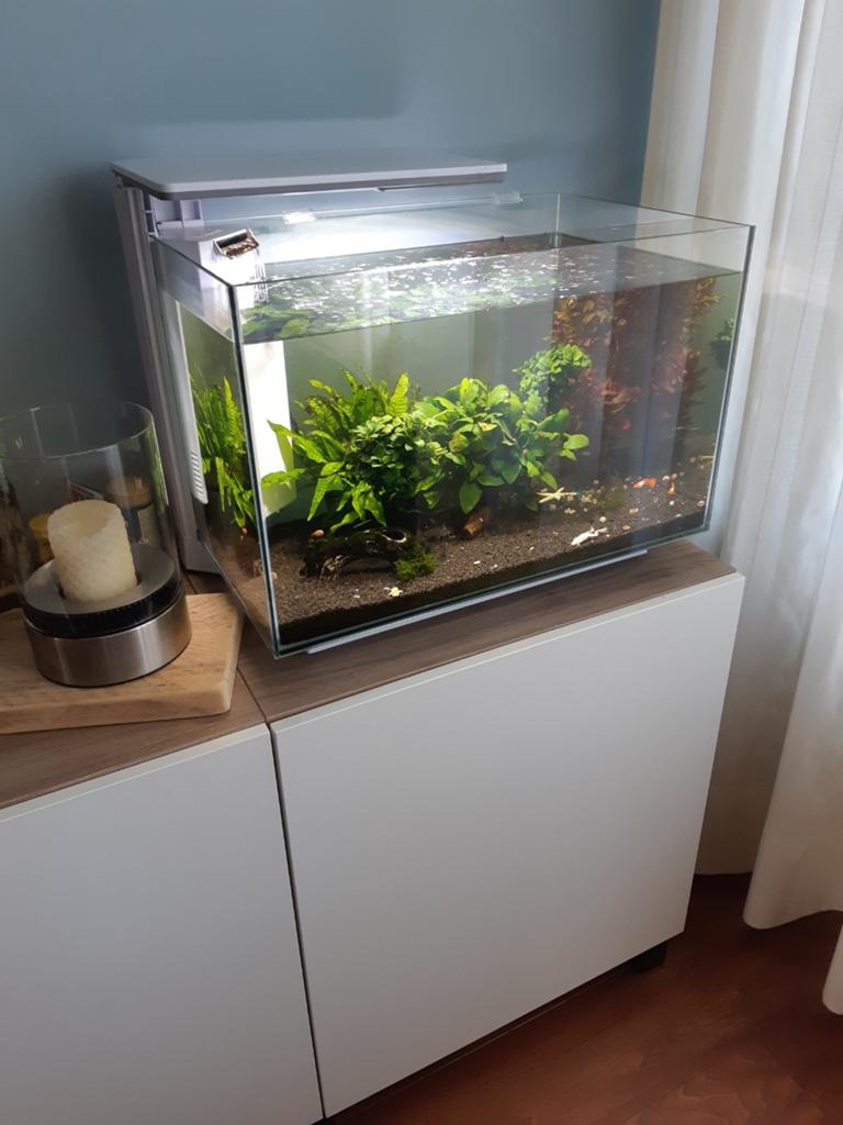 Aquarium tropisch met led 60 Liter. Half jaar gebruikt, Inclusief vissen, Ophalen of Verzenden, Superfish, Gevuld zoetwateraquarium