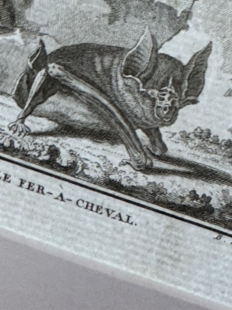 1770 - Hoefijzerneuzen vleermuis. La Fer a cheval - P0745, Antiek en Kunst, Ophalen of Verzenden, Ets, 1700 - 1799