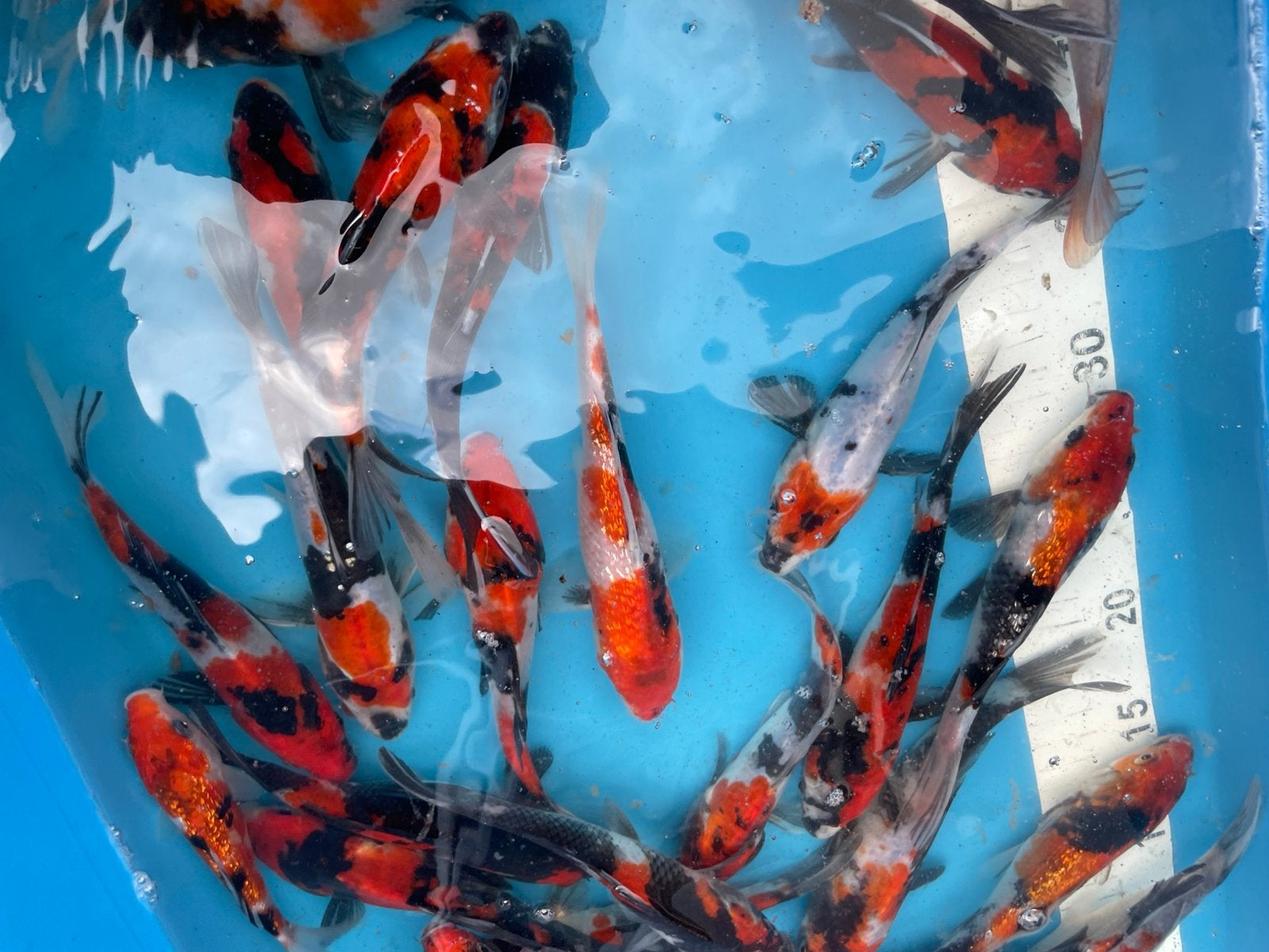 Zeer mooie japanse koi van +-15 cm, Dieren en Toebehoren, Vissen | Vijvervissen, Karper of Koi
