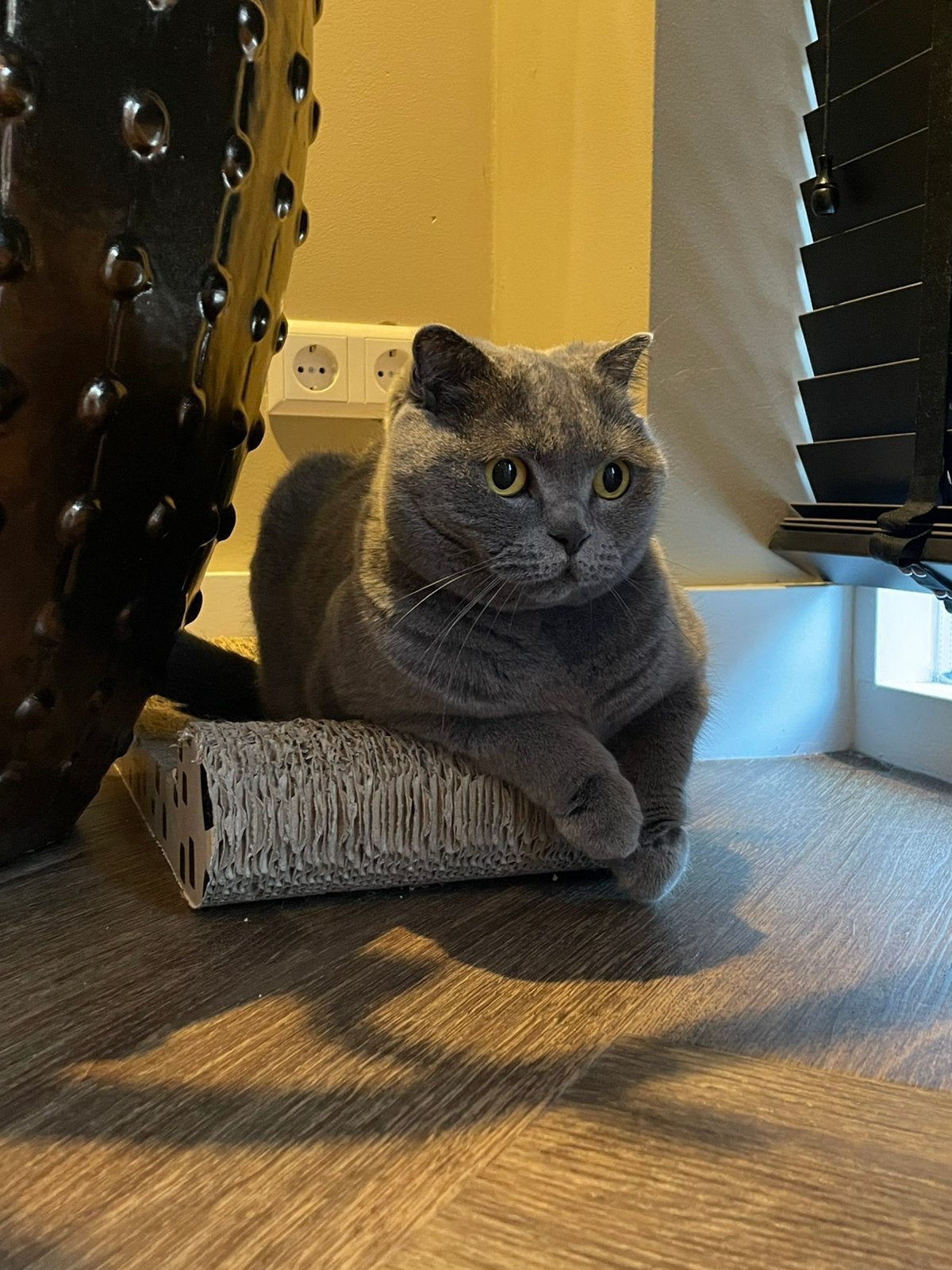 Lieve poes zoekt nieuw baasje, Poes