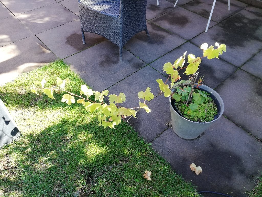 Druivenstruik, Volle zon, Vaste plant, Ophalen of Verzenden, Zomer