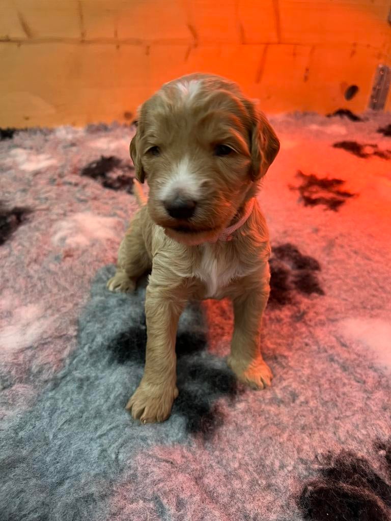 Goldendoodle pups, Diensten en Vakmensen, Dieren | Honden | Verzorging, Oppas en Les