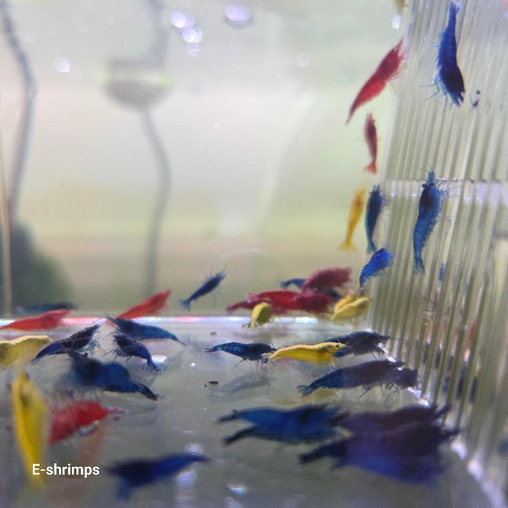 ️Blauwe/Gele/Rode Uitgeselecteerde Neocaridina-garnalen, Dieren en Toebehoren, Vissen | Aquariumvissen, Kreeft, Krab of Garnaal
