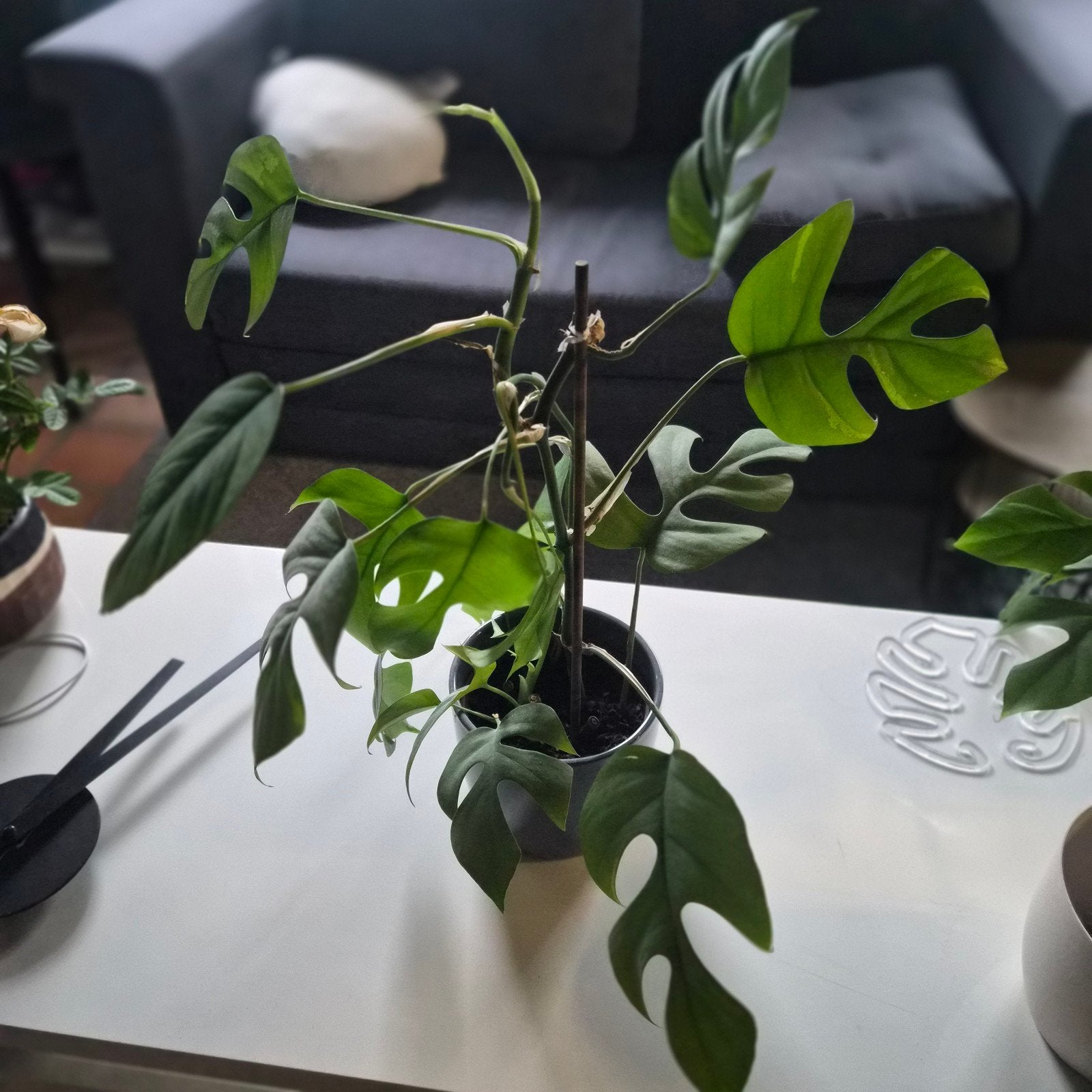 Rhaphidophora Tetrasperma (Monstera Minima), Huis en Inrichting, Kamerplanten, Ophalen of Verzenden, Halfschaduw, Minder dan 100 cm
