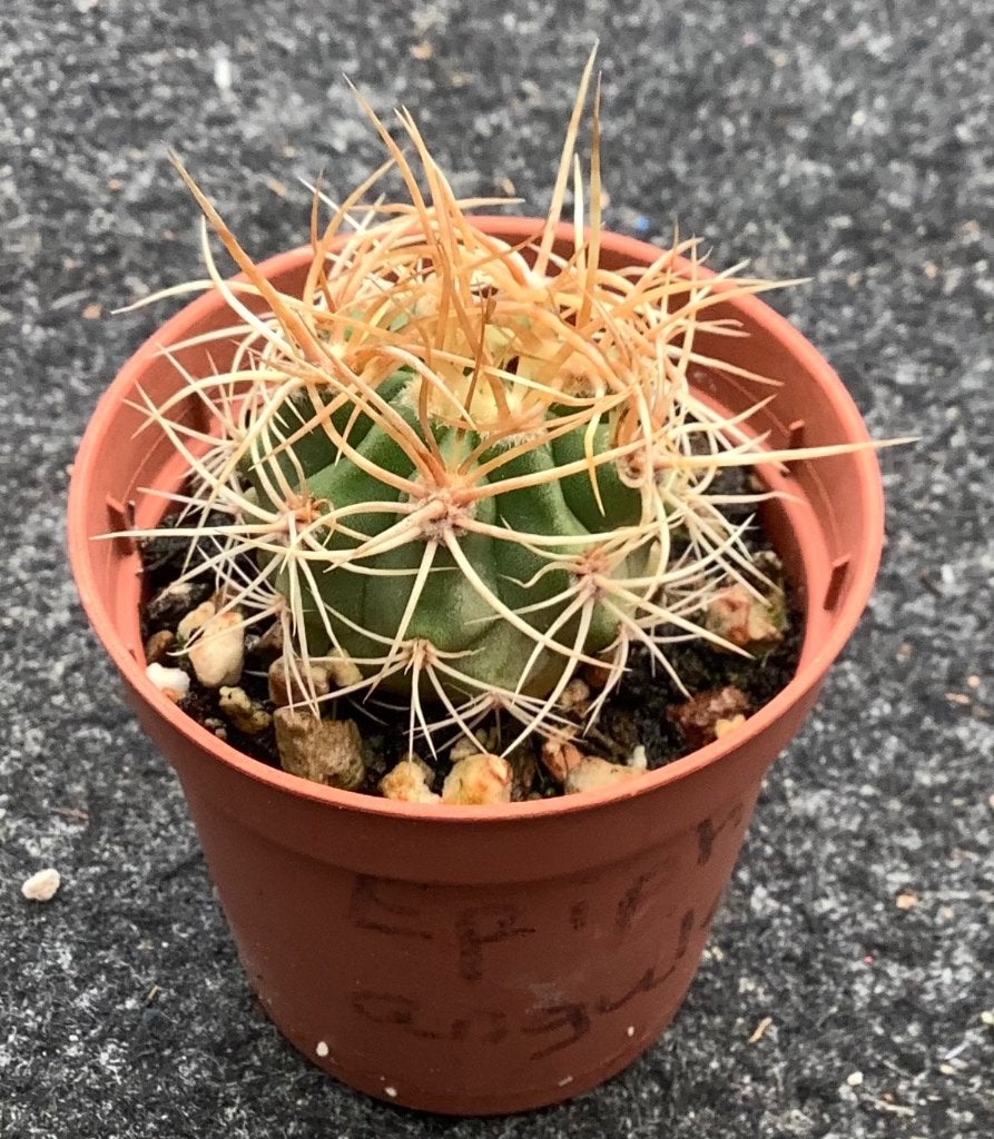 Cactus, Denmoza, Huis en Inrichting, Kamerplanten, Ophalen of Verzenden, Cactus, Volle zon, Minder dan 100 cm