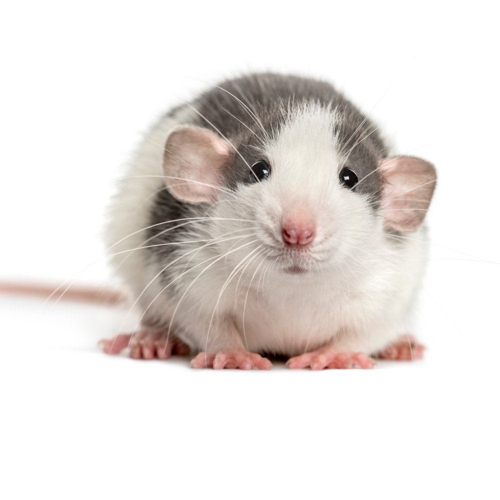 GEZOCHT  jonge rittens / ratjes., Dieren en Toebehoren, Rat, Augustus, Vrouwelijk, Tam