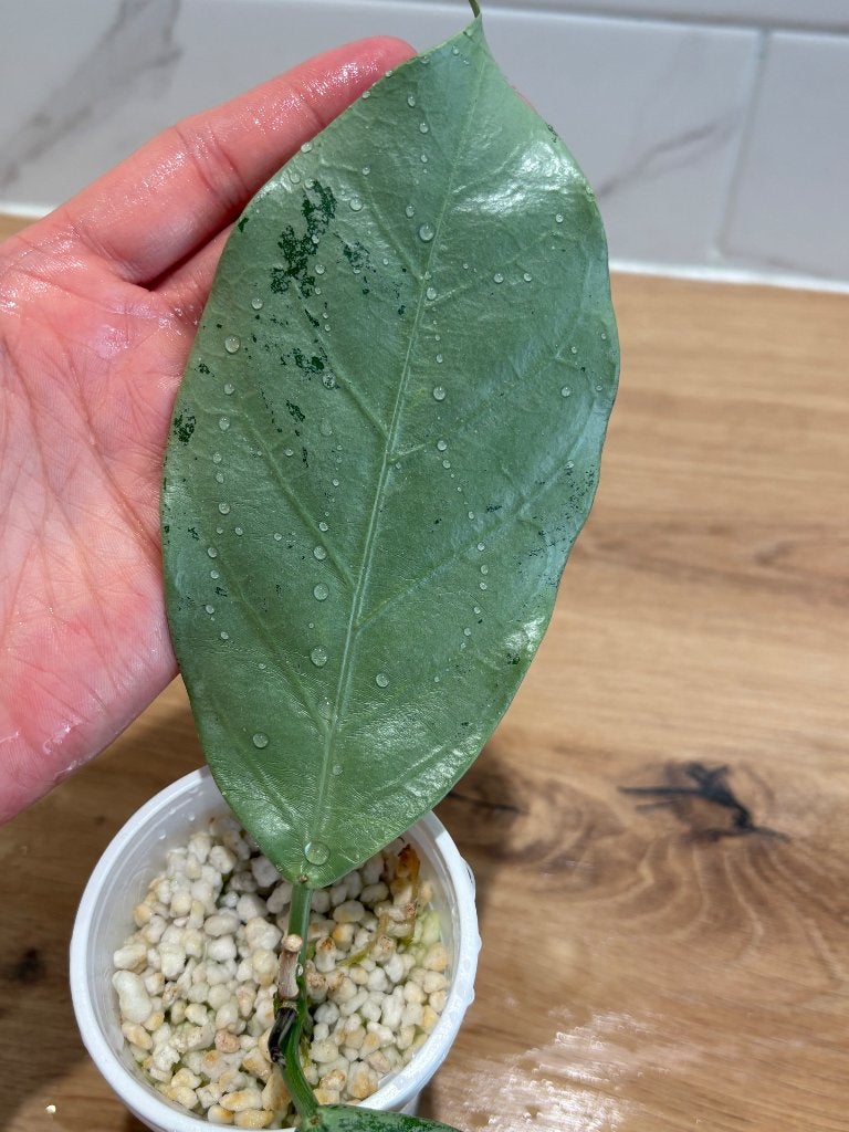 HOYA CORIACEA SILVER, Huis en Inrichting, Minder dan 100 cm, Bloeiende kamerplant, Groenteplant, Halfschaduw