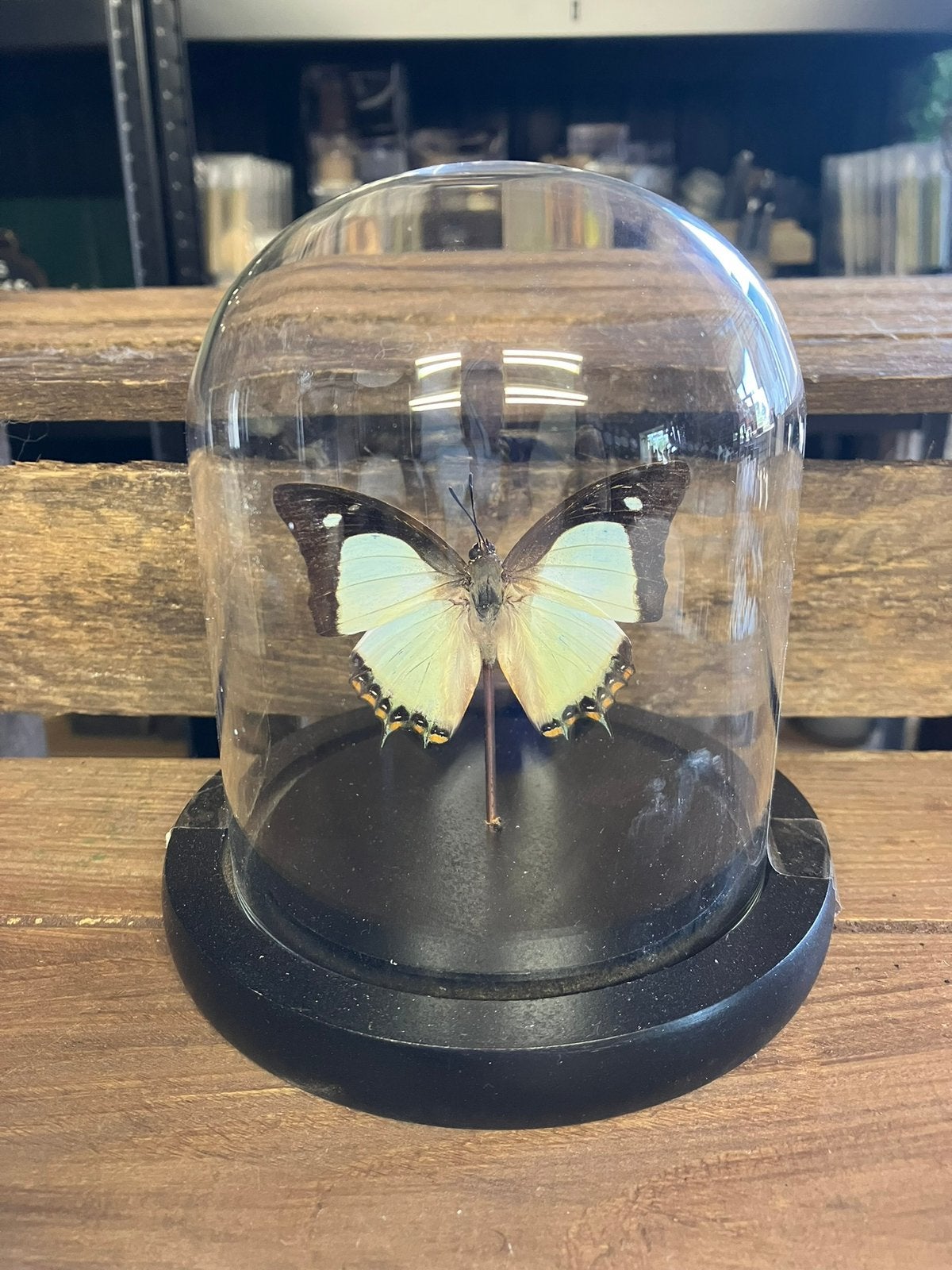 Vlinder in stolp, Ophalen of Verzenden, Nieuw, Insect, Opgezet dier
