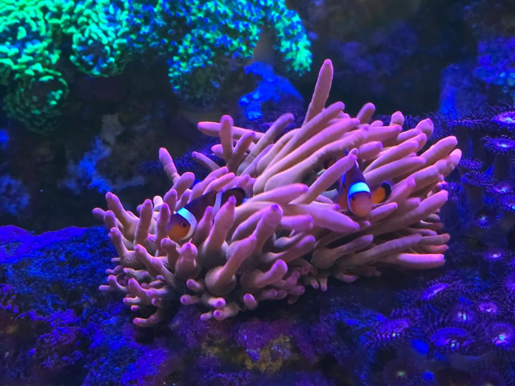 Quadricolor bubble tip anemoon., Vis