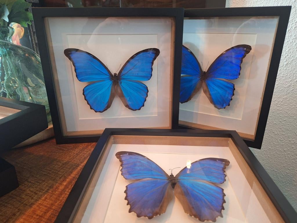Mooie grote blauwe morpho didius vlinder in 3d lijst, Ophalen of Verzenden, Nieuw, Blauw, Overige merken