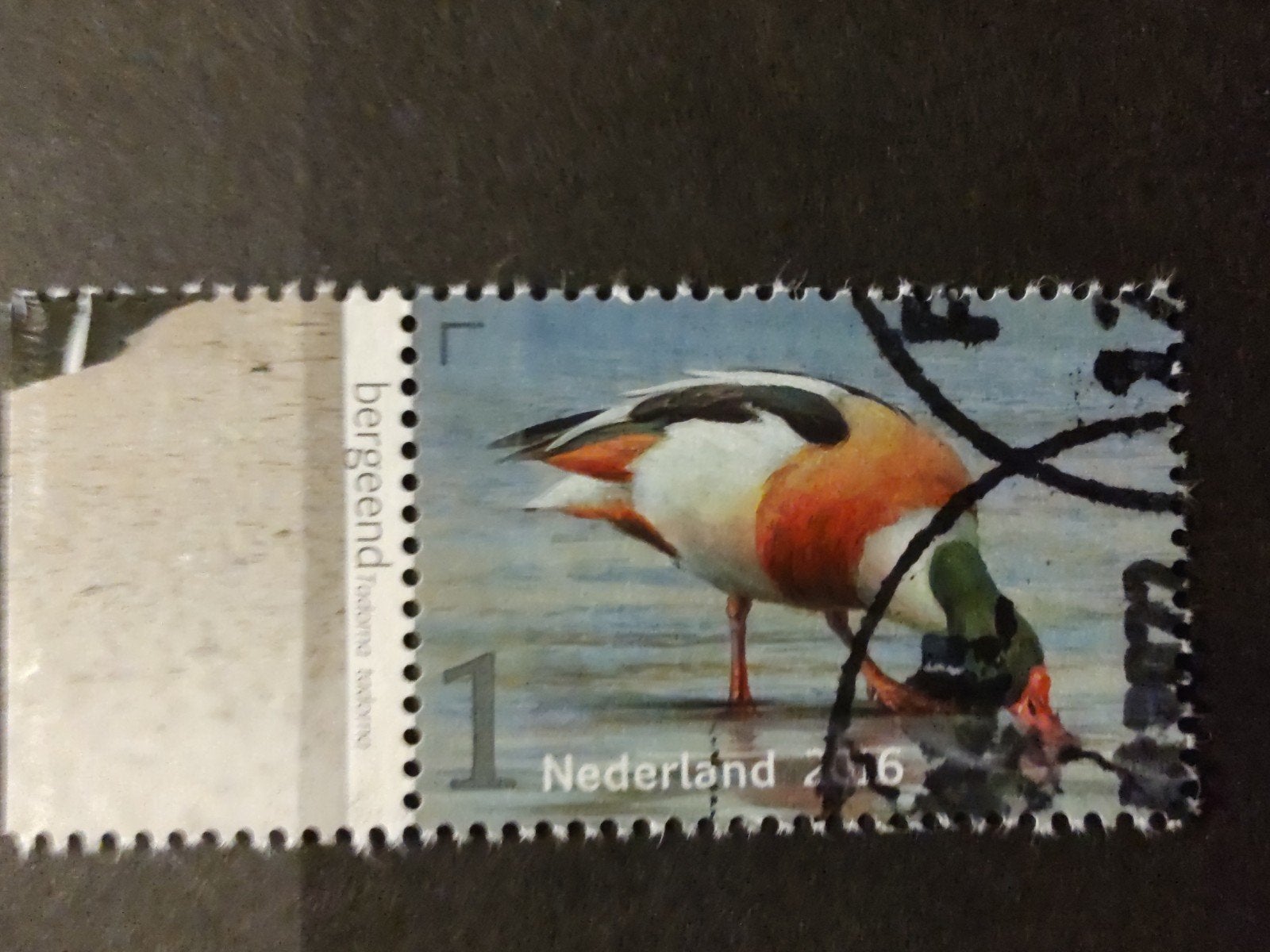 3403 bergeend 2016 vogels van het wad, Ophalen of Verzenden