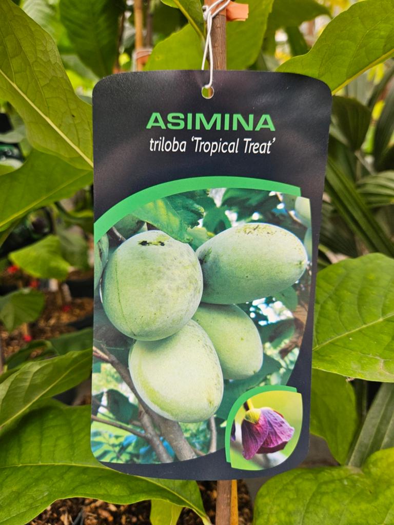 Asimina triloba ' Tropical Treat ' / pawpaw / eetbare vrucht, Tuin en Terras, Planten | Bomen, Lente, 250 tot 400 cm, Ophalen