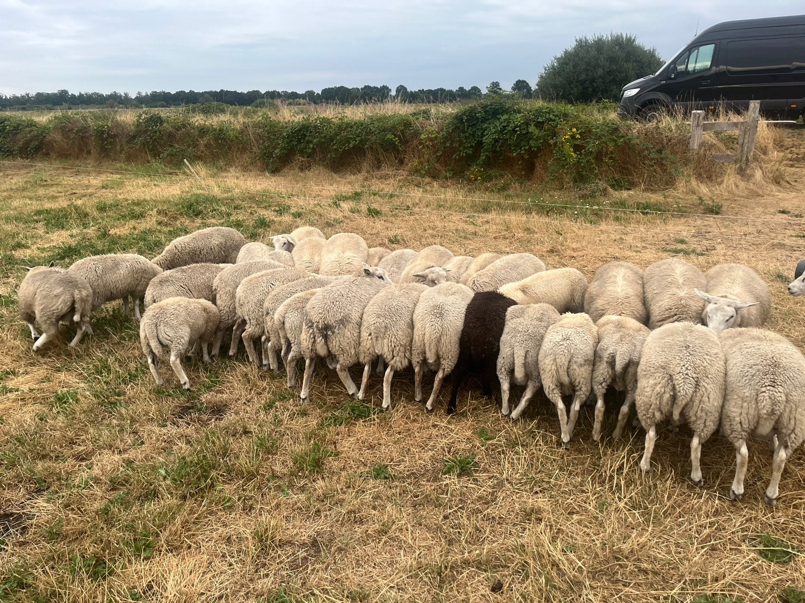 Noordhollander ramlammeren., Dieren en Toebehoren, Schapen, Geiten en Varkens, Mannelijk, Schaap
