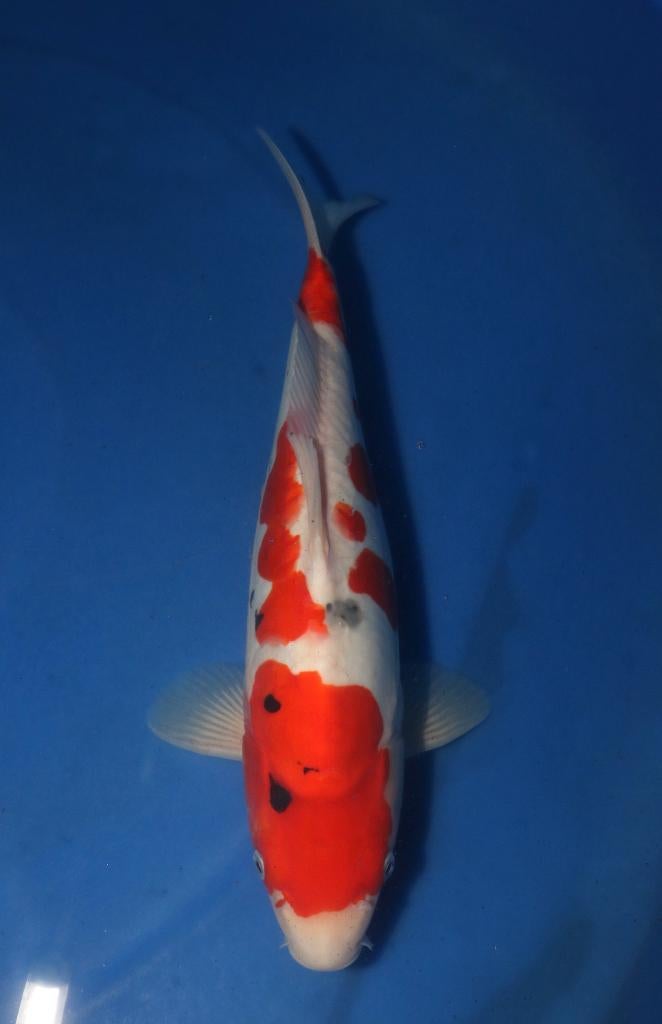 Doitsu Sanke Nisai, Dieren en Toebehoren, Karper of Koi
