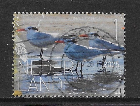 2025, Vogels St-Eustatius, Koningsstern [4264] (K0811), Ophalen of Verzenden