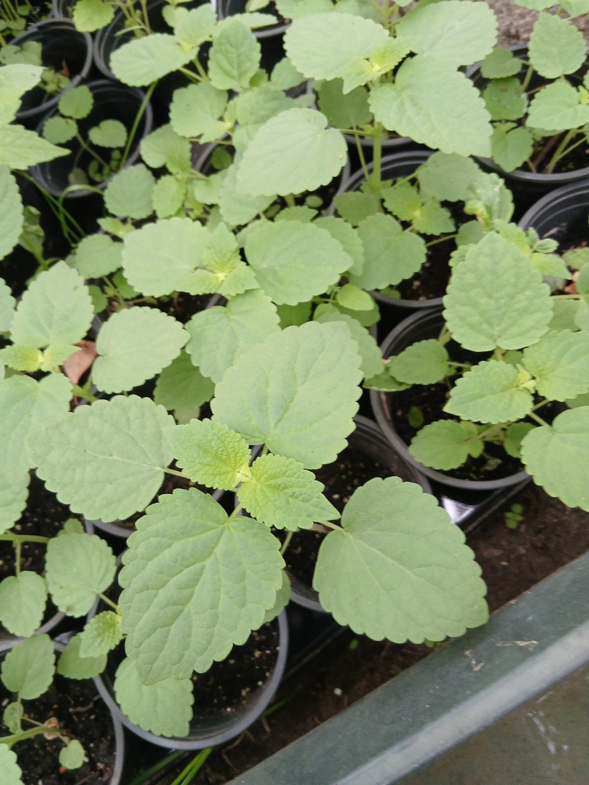 Dropplant jonge eco planten, oogst je eigen thee of salade, Ophalen of Verzenden, Overige soorten, Volle zon