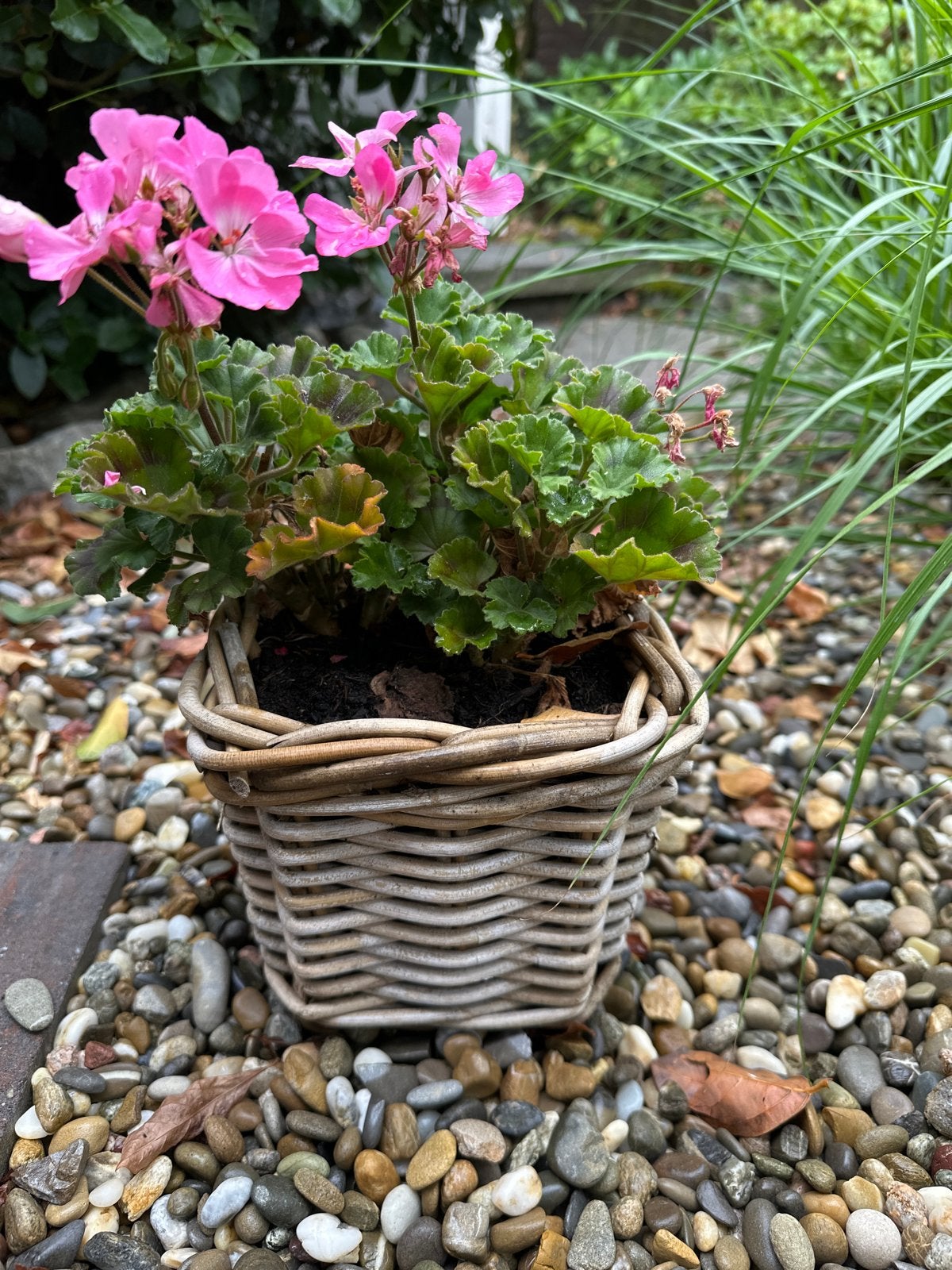 Decoratieve bloempot met roze geranium, Ophalen, Gebruikt, Minder dan 30 cm, Minder dan 60 cm