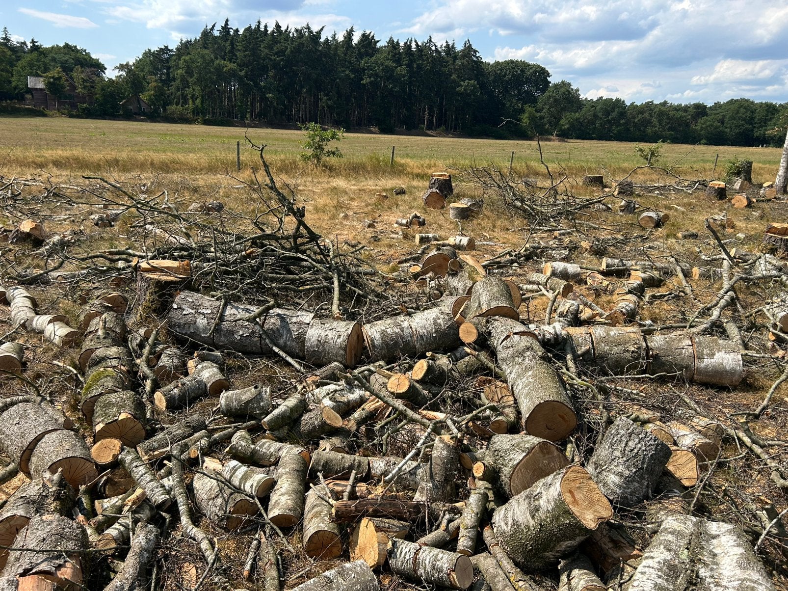 Kachelhout, haardhout berken, 6 m³ of meer, Ophalen, Blokken