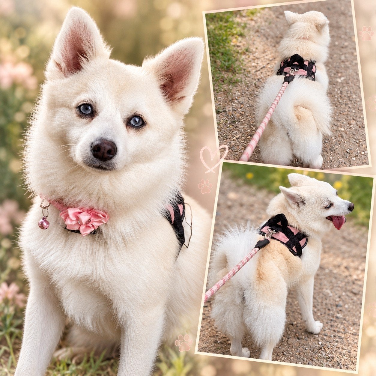 Bijzondere Pomsky Diva zoekt haar gouden mandje, 15 weken tot 1 jaar, Teef, Eén hond, Klein