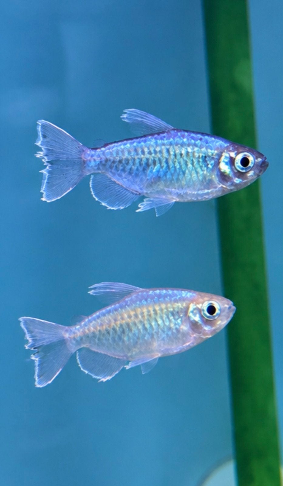 kongozalm/kongo tetra ruilen, Vis