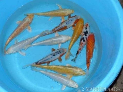 Koi 20–30 cm uit eigen kwekerij – Koidream Valburg