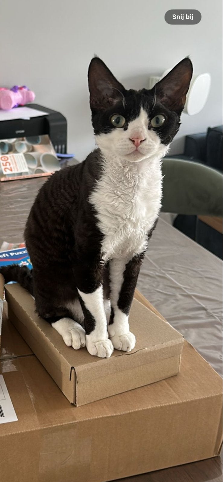 Lieve Devon rex kater met een probleem., Dieren en Toebehoren, Kater, Gechipt, 0 tot 2 jaar