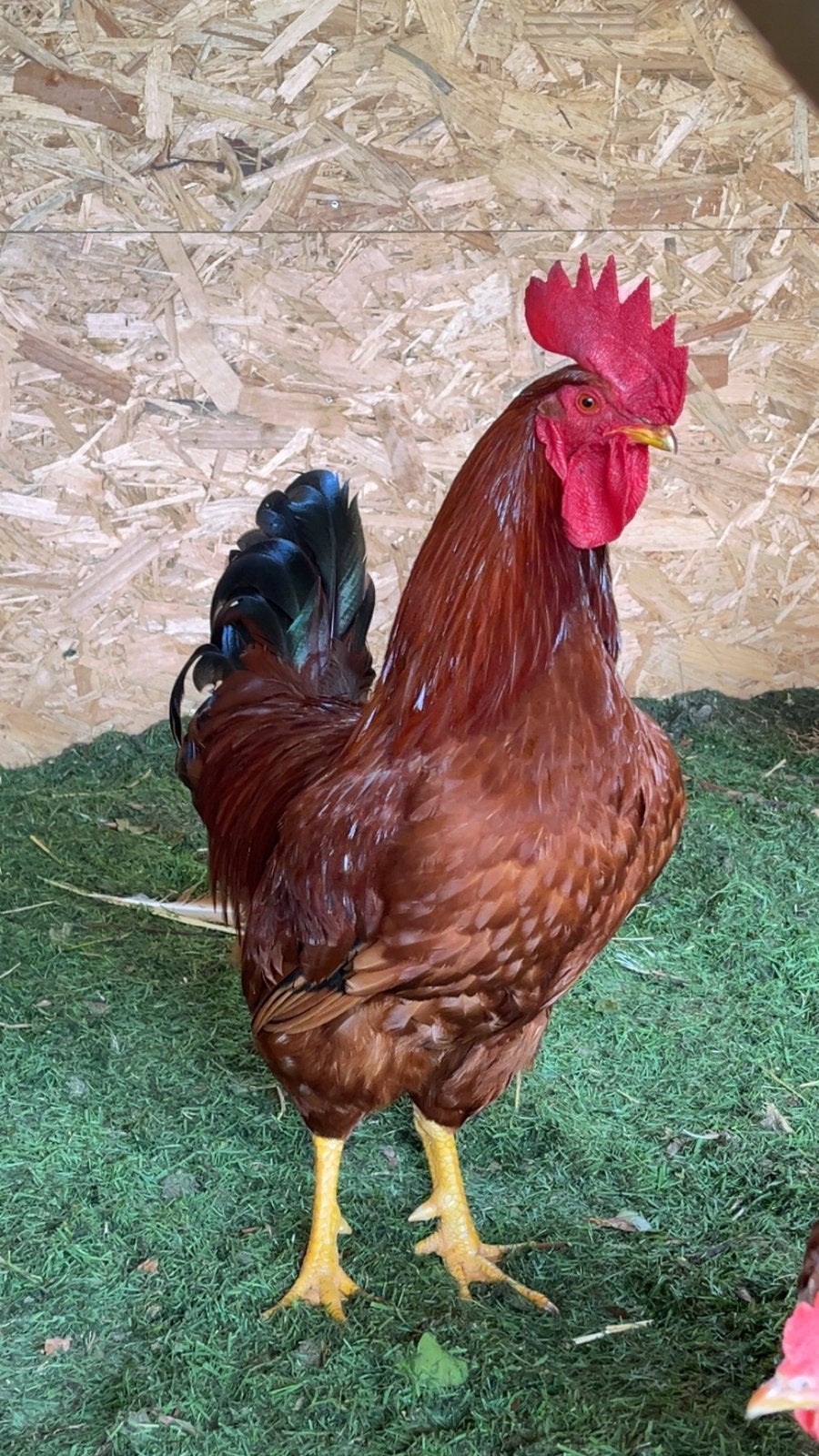 Broed eieren bruine legkip (isa brown), Dieren en Toebehoren, Pluimvee, Vrouwelijk, Kip